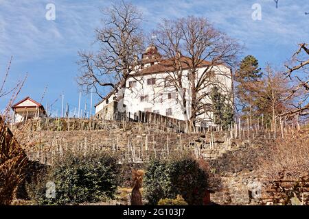 Vigneti intorno al castello di Werdenberg Foto Stock