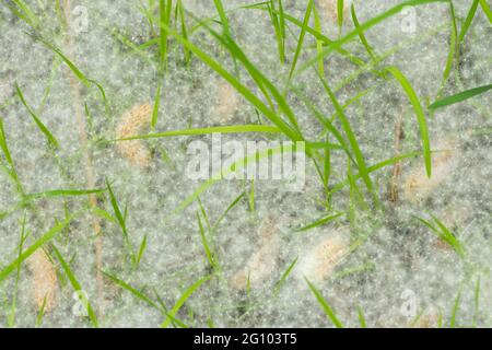 Moquette di semi di cippato di salice, Salix sp, sotto alberi di salice, giugno, Regno Unito, Foto Stock