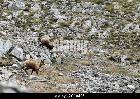 Picinisco, Italia - 2 giugno 2021: I camosci del Parco Nazionale d'Abruzzo Lazio e Molise vicino al Passo dei Monaci Foto Stock