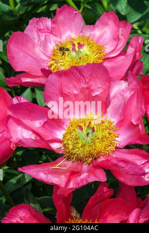 Primo piano del fiore "fiamma" di peonia color rosa Foto Stock