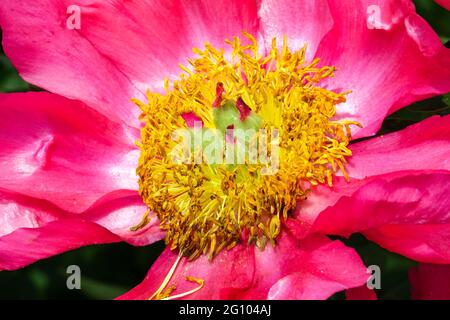 Rosa Peony 'Flame' Peony fiore primo piano Foto Stock