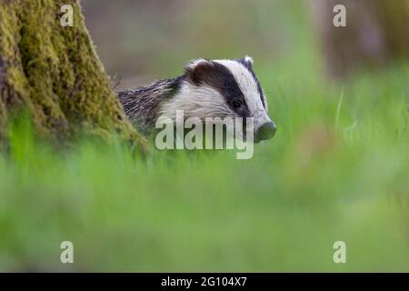 Badger in bosco aperto. Foto Stock