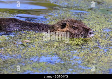 Coypu giovanile (miocastor coypus), semiacquatico, animale selvatico erbivoro chiamato anche nutria o ratto di castoro, nuota in lago Foto Stock