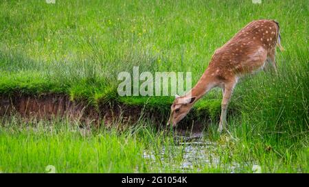 Femmina di daino (dama dama) o femmina di cervo, bevendo da puddle di acqua in erba lunga, Germania Foto Stock