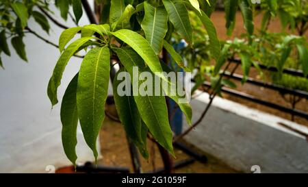 Nuove foglie di mango fresco e giovane sull'albero che riflettono la luce del sole con sfondo bokeh all'aperto in una giornata di sole dopo una giornata piovosa. Foto Stock