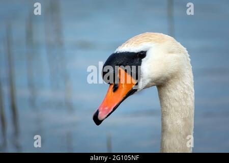 Una foto sulla testa di un cigno muto Foto Stock