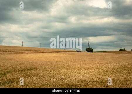 Campo d'oro con grano e cielo nuvoloso Foto Stock