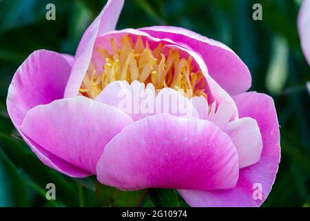 Bellezza vivace fiore rosa Peonia gleam di luce, tazza-forma ciotola bella fioritura Foto Stock