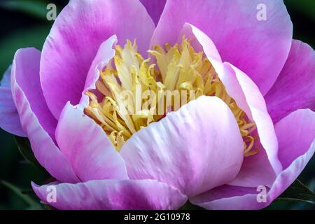 Peony Gleam of Light, primo piano petali rosa a forma di coppa fiore di colore rosa pallido Foto Stock