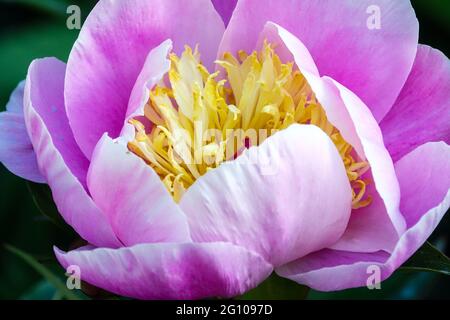 Paeonia 'Gleam of Light' fiore da vicino rosa a forma di tazza Paeonia lactiflora bellezza Paeonia rosa a forma di tazza Foto Stock