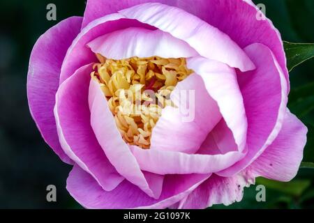 Beauty a forma di coppa Pink Flower fragrante vibrante apertura ciotola pianta Foto Stock