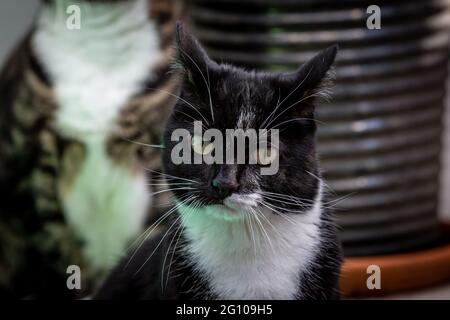 Un primo piano di un gatto nero e bianco tuxedo, con una profondità di campo poco profonda Foto Stock