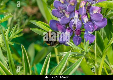 Bumblebee si siede su un grande fiore blu lupino contro uno sfondo verde con spazio di copia Foto Stock