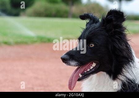 Primo piano di un cane collie bordo con bocca aperta Foto Stock