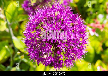 Allium in fiore intero numero 3980 Foto Stock