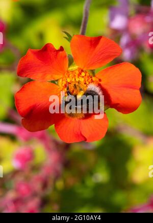 Bumble Bee sul Geum rosso numero 3981 Foto Stock