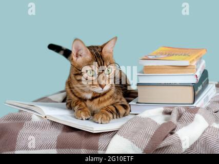 Smart cat in bicchieri libro isolato su sfondo bianco Foto stock - Alamy