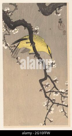 Wielewaal cinese sul ramo della fioritura della prugna. Uccello giallo sul ramo con fiore bianco. Foto Stock