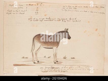 Equus quagga quagga (Quagga). Foto Stock