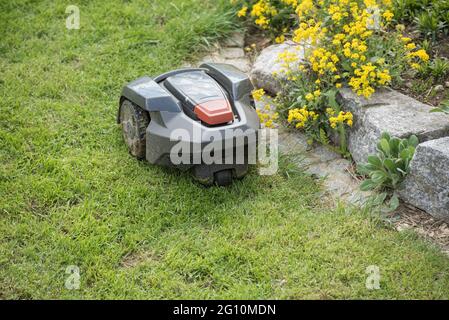 Tosaerba che taglia l'erba. Lavorare da soli in giardino - robot Foto Stock
