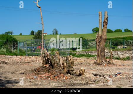 Aylesbury vale, Buckinghamshire, Regno Unito. 1 giugno 2021. HS2 hanno demolito parte della Durham Farm accanto a Jones Hill Wood per la costruzione del controverso collegamento ferroviario ad alta velocità 2 da Londra a Birmingham. Tutto ciò che rimane sono alcuni ceppi di alberi. Gli agricoltori sono stati sfrattati dalla loro fattoria, che ora è stata demolita da HS2. Credito: Maureen McLean/Alamy Foto Stock