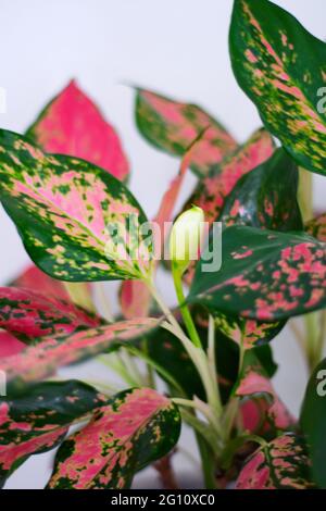 Primo piano di una colorata pianta di Aglaonema con foglie verdi, rosa e rosse variegate. Foto Stock