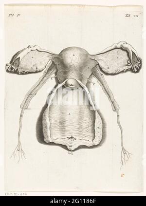 Immagine anatomica dell'interno dell'utero, del tubo di Falloppio e delle ovaie; Illustrazione del libro per: reinier de graaf, il mulum in generazionei Inservientibus Tractatus Novus, 1672. Foglio da un libro sul funzionamento dei genitali femminili. Tabula VII. Foto Stock