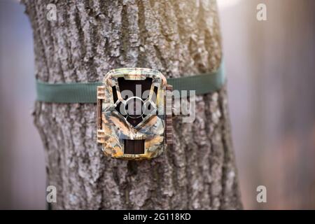 Telecamera trail per il monitoraggio della fauna selvatica collegata ad un albero con cinghia verde Foto Stock