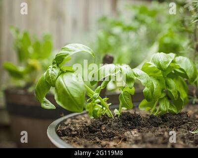 Pentola di legno con una varietà di erbe culinarie fresche in vaso verde che crescono all'aperto in un giardino di cortile Foto Stock