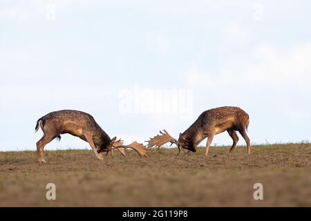 Due stracci di cervo da fiuto che combattono l'uno contro l'altro con le formiche su un prato Foto Stock