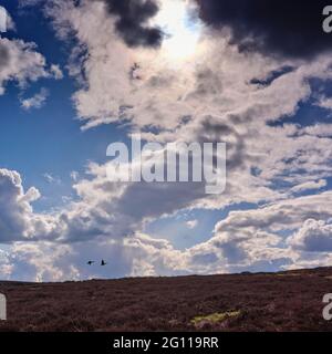 Sotto un cielo drammatico di aprile, due oche dalla silhouette volano verso il basso sulla brughiera dello Yorkshire settentrionale in aprile Foto Stock