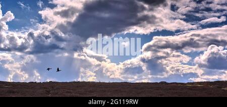 Sotto un cielo drammatico di aprile, due oche dalla silhouette volano verso il basso sulla brughiera dello Yorkshire settentrionale in aprile Foto Stock