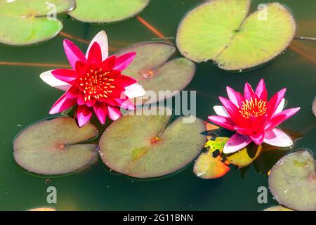 Waterlily waterlilies fiori rossi acqua giglio fiore, acqua giglio stagno giardino Foto Stock