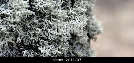 Evernia prunastri lichen grigio su un tronco di albero Foto Stock