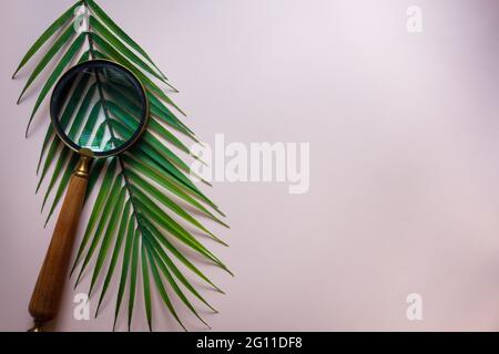 Lente d'ingrandimento su una foglia tropicale, Creative, un viaggio nell'ignoto, alla ricerca della natura, la disposizione del verde, la posa piatta, sfondo rosa wi Foto Stock