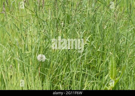 Erba verde alta e erbacce con orologio di dente di leone solitario in erba rurale a bordo strada. Lunga consistenza d'erba, calciata nel lungo idioma d'erba. Foto Stock