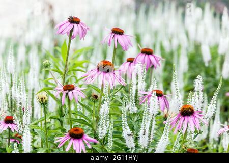 Bianco viola mix fiori giardino Speedwell, Veronica longifolia 'White Jolanda', viola coneflower, bianco giardino viola Foto Stock