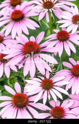 Violetto Coneflower Viola Coneflowers Echinacea Foto Stock