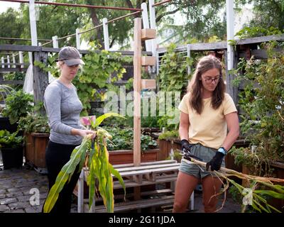 Australia, Melbourne, due donne che lavorano nel giardino della comunità Foto Stock