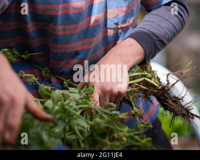 Australia, Melbourne, primo piano di mans Hands Holding Plants Foto Stock