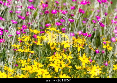 Coreopsis verticillata Yellow flowers Lychnis coronaria Mixed Garden Flowers June Yellow Pink Rose campion Foto Stock