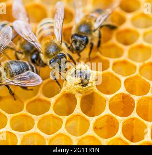 Closeup di api di miele dell'infermiera che indagano un'ape di miele emergente dalla sua cellula di covata ricoperta di cera. (API mellifera) Foto Stock