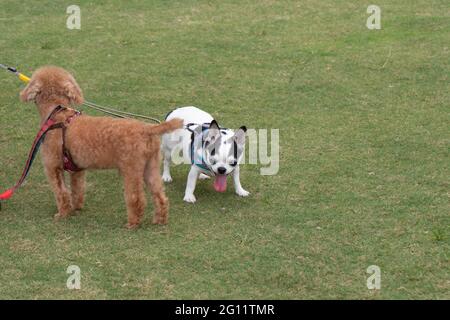 Tigre e cane da poodle francesi su campo d'erba, West Kowloon Waterfront Promenade, Hong Kong Foto Stock