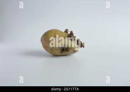 patate germinate dove si trovavano perché non venivano consumate in tempo. Foto Stock