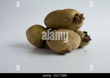 patate germinate dove si trovavano perché non venivano consumate in tempo. Foto Stock