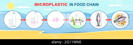 Microplastica in infografica vettoriale a catena alimentare. Diagramma del ciclo di vita dei rifiuti in plastica. Oceano, acqua di mare, pesce, inquinamento alimentare. Illustrazione Vettoriale