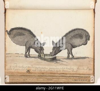 Maiali senza cosce a TROG. Disegno a colori di due maiali senza zampe posteriori che mangiano un trogolo. Con iscrizione. Parte da Jan Brandes, DL Sketchbook. 2 (1808), pag. 75. Foto Stock