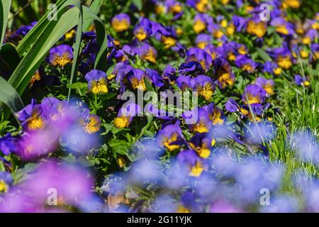 Pansy viola in giardino. Una bella vetrata multicolore di fiori di primavera. Coltivazione e architettura paesaggistica di terreni dacha, giardini, parchi, aiuole fiorite. Foto Stock