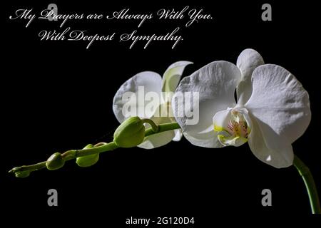 Un'orchidea bianca su sfondo nero con con le mie preghiere sono sempre con voi come testo sull'immagine Foto Stock