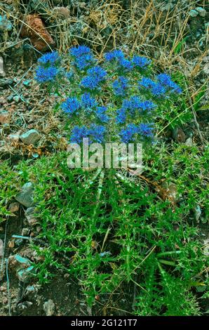 Cardopatium corymbosum in fiore nella campagna cipriota Foto Stock